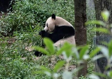 Giant Panda Behavior - AnimalBehaviorCorner