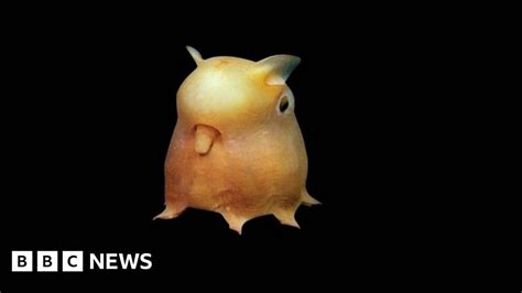 In pictures: Asia's creatures of the deep sea - BBC News