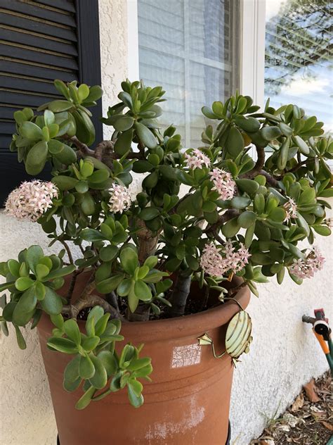 Jade plant with blooming flowers. | Plants, Jade plants, Blooming flowers