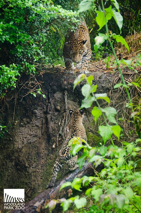 Woodland Park Zoo Blog: Jaguar cubs take first practice steps outside