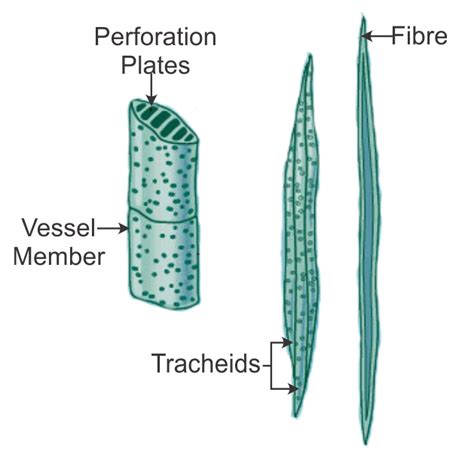 Xylem Vessels And Tracheids Diagram