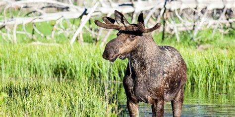 Tour Guide Careers - Jackson Hole Wildlife Safaris