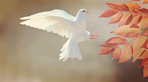 4,000+ Free Doves & Bird Images - Pixabay