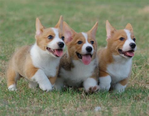 Corgi Puppy On A Couch | Dog Breeds Picture