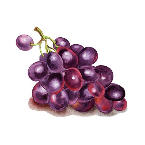 Purple Grape Watercolor Painting by Irina Sztukowski | Pixels