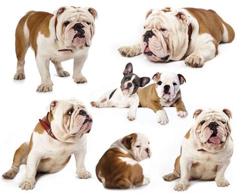 Bulldog Names Your Boy Or Girl Puppy Will Love