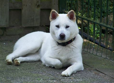 Kishu Ken - Temperament, Lifespan, Shedding, Puppy