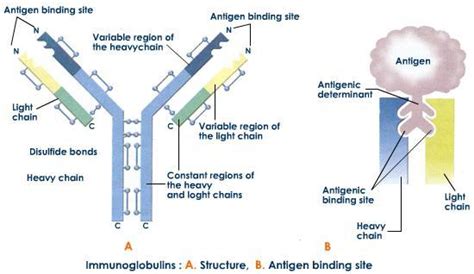 Structure and Function of Immunoglobulins | Biochemistry for Medics – Lecture Notes