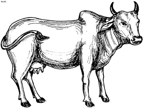 Cow And Calf Drawing at GetDrawings | Free download