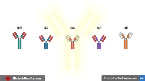 Immunoglobulin (Antibody) - Structure and Types