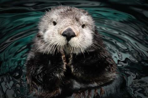 Otter - A-Z Animals