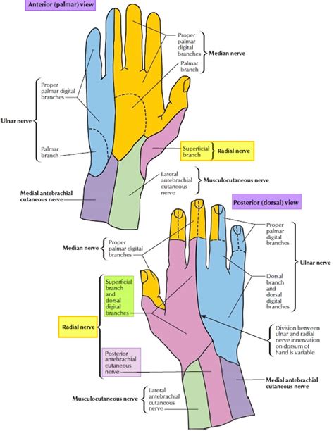 Radial nerve anatomy, radial nerve palsy and radial nerve injury