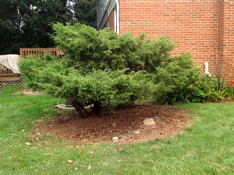 My Life in Retirement: Trimming an Overgrown Juniper