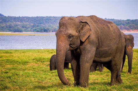 The Alarming Decline of Elephant Ecosystems in Asia