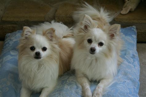 Pomchi | GreatDogSite