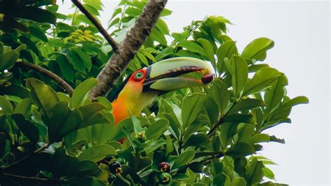 Toco Toucan Habitat