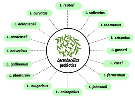 Lactobacillus Species as Probiotics: Isolation Sources and Health ...