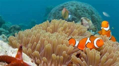 13 Fun Facts You Didn't Know About The Great Barrier Reef | HuffPost ...