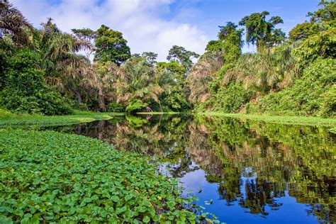 Is The Amazon Rainforest Only In Brazil - Inge Regine