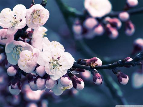 Cherry Blossom Wallpapers (73+ pictures) - WallpaperSet