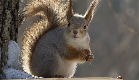 Animal Photography: squirrel eating nuts