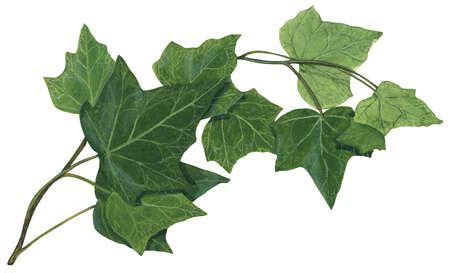 Ivy Leaf Drawing at GetDrawings | Free download