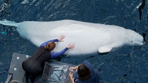 Georgia Aquarium Announces Beluga Whale Pregnancy | Georgia Aquarium