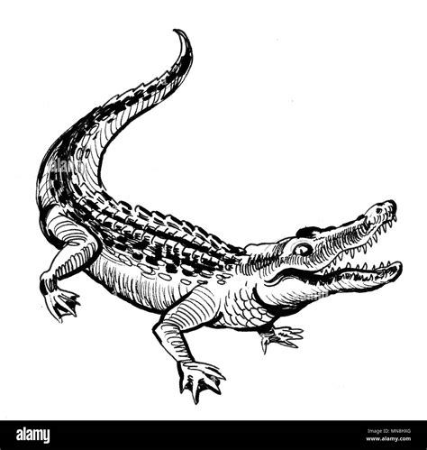 Alligator sketch. Ink black and white illustration Stock Photo - Alamy