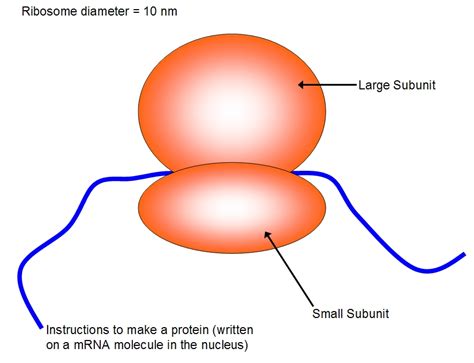 Ribosomes