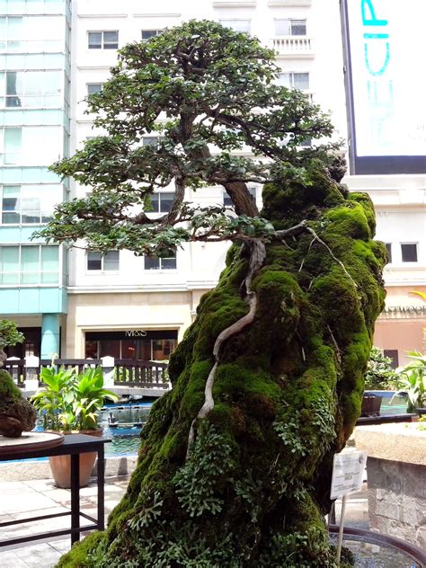 Ficus Bonsai Price Philippines