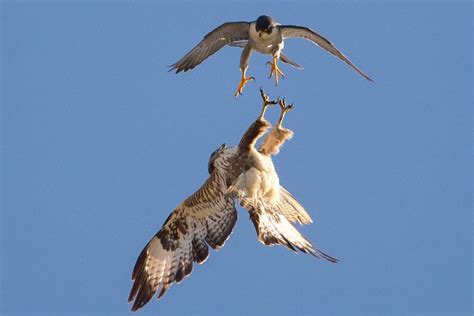 Falcon Images: Peregrine Falcon Diving For Prey