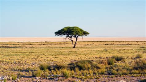 green leafed tree #nature #Namibia #trees #landscape #savannah national park #Africa #sky #4K # ...