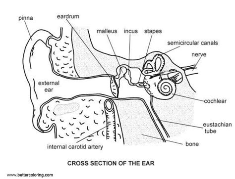 Anatomy Coloring Pages Ear Diagram - Free Printable Coloring Pages