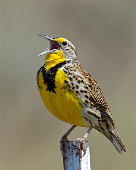 Western Meadowlark | BirdNote