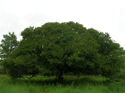 Cashew Tree: Pictures, Facts Photos On Cashew Trees