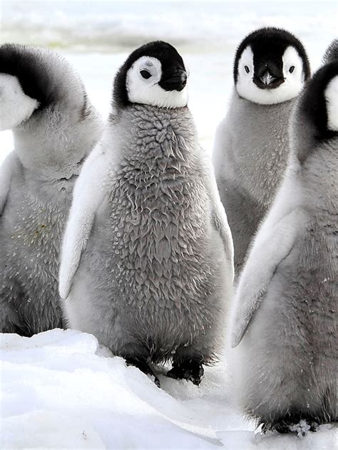 Emperor Penguins Habitat