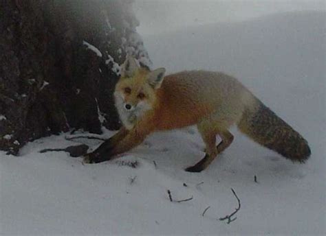 Group wants rare Sierra Nevada red fox put on protected list