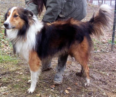 Scotch Collie (Scottish Collie) Info, Temperament, Puppies, Pictures