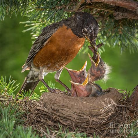 American Robin Feeding Chicks Photograph by Jerry Fornarotto