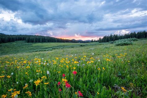 Top 16 Grassland Facts - Animals, Plants, Climate & More - Facts.net