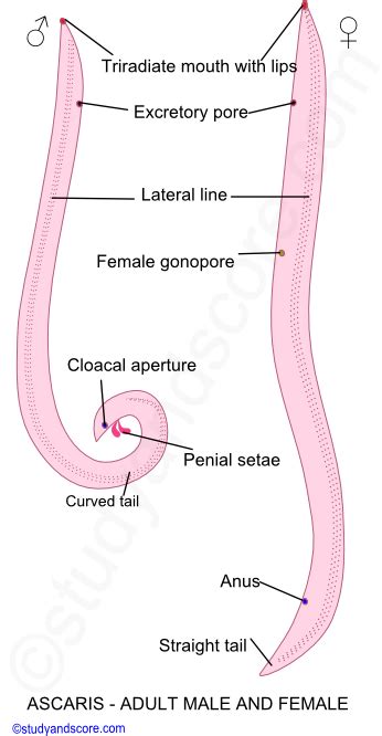 Ascaris Labeled Diagram