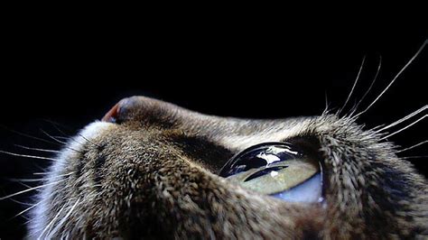 HD wallpaper: cat eye, eyes, background, animal themes, one animal ...