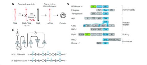 | Function and structure of RNase H-like proteins. (A) Reverse... | Download Scientific Diagram