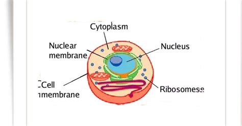 Ribosome Diagram With Labels