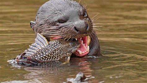 The giant river otter has returned to Argentina - Lonely Planet