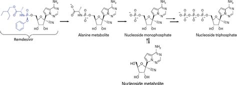 Primary cellular metabolism of remdesivir. Notice the reversible... | Download Scientific Diagram