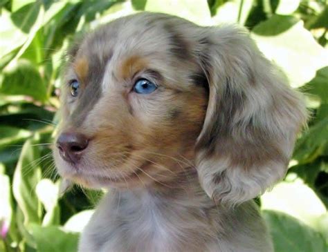 20 Long-haired Miniature Dachshund Facts That'll Impress You