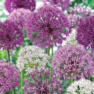 100 PCS Garden Outdoor Giant Allium Giganteum Beautiful Flower Seeds B — USA Garden Center