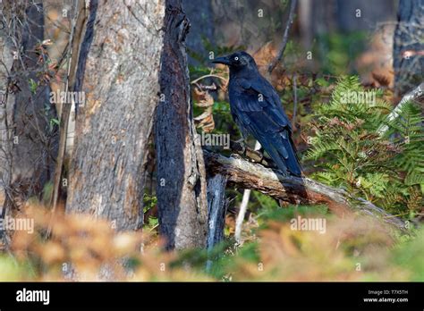 Forest Raven - Corvus tasmanicus known as the Tasmanian raven, passerine birdCorvidae native to ...