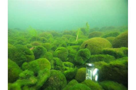 Massive 'marimo' algae balls at risk for deadly winter sunburn